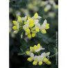 CORONILLA glauca CITRINA