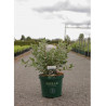 LONICERA kamtschatica BLUE VELVET En pot de 10-12 litres