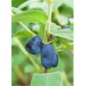 LONICERA kamtschatica BLUE VELVET