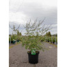 VITEX agnus-castus ALBUS En pot de 10-12 litres