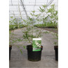 VITEX agnus-castus ALBUS En pot de 3-4 litres
