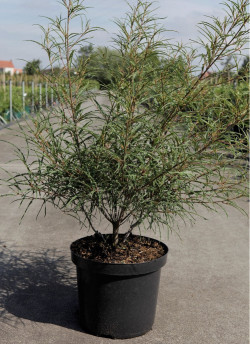 FRANGULA alnus ASPLENIIFOLIA En pot de 10-12 litres