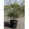 FRANGULA alnus ASPLENIIFOLIA En pot de 10-12 litres