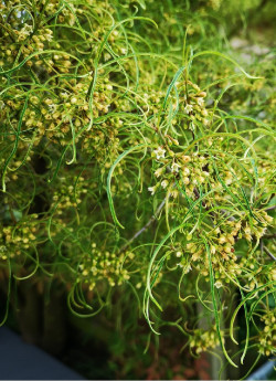 FRANGULA alnus ASPLENIIFOLIA