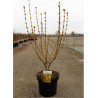 FORSYTHIA intermedia GOLDRAUSCH En pot de 10-12 litres