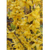 FORSYTHIA intermedia GOLDRAUSCH