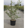 ULMUS minor SUBEROSA En pot de 10-12 litres forme buisson hauteur 080-100 cm