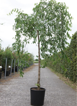 ULMUS pendula MAURO En pot de 15-20 litres forme tige hauteur du tronc 110-130 cm