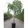 ULMUS pendula MAURO En pot de 15-20 litres forme tige hauteur du tronc 110-130 cm