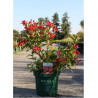 WEIGELA ALL SUMMER RED En pot de 10-12 litres