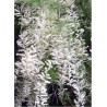 TAMARIX HULSDONK WHITE