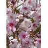 PRUNUS incisa MIKINORI