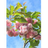 PRUNUS serrulata PINK PERFECTION