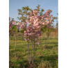 PRUNUS serrulata PINK PERFECTION