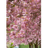 PRUNUS serrulata PINK PERFECTION