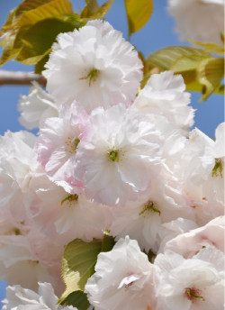 PRUNUS serrulata SHIMIDSU