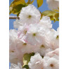 PRUNUS serrulata SHIMIDSU