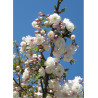 PRUNUS serrulata SHIROTAE