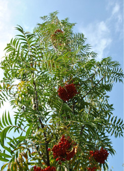 SORBUS DODONG