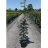 SORBUS DODONG En pot de 12-15 litres forme baliveau