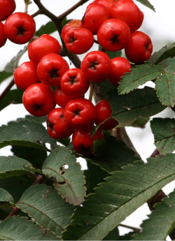SORBUS aucuparia SHEERWATER SEEDLING