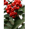 SORBUS aucuparia SHEERWATER SEEDLING