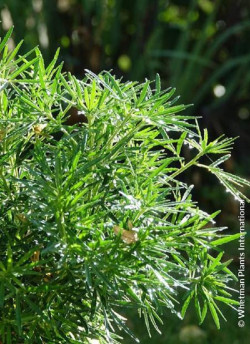 CHOISYA dewitteana LITTLE BEE