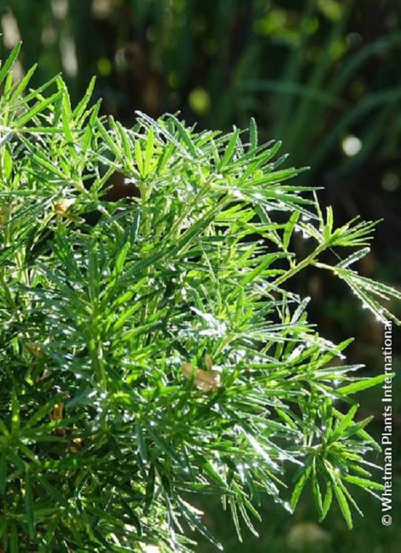 CHOISYA dewitteana LITTLE BEE