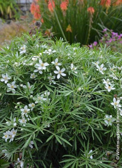 CHOISYA dewitteana LITTLE BEE