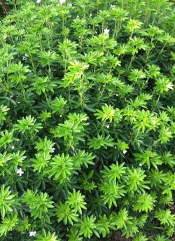 CHOISYA ternata GREENFINGERS