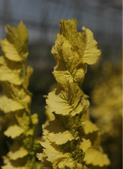 ULMUS hollandica WREDEI