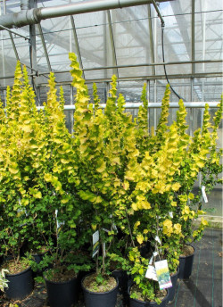 ULMUS hollandica WREDEI