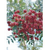 SORBUS vilmorinii