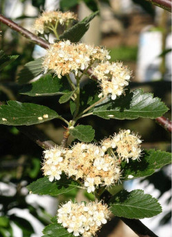 SORBUS intermedia BROUWERS
