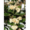 SORBUS intermedia BROUWERS