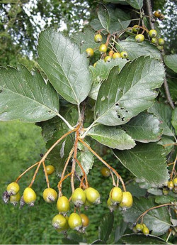 SORBUS intermedia BROUWERS