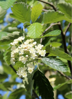SORBUS intermedia BROUWERS