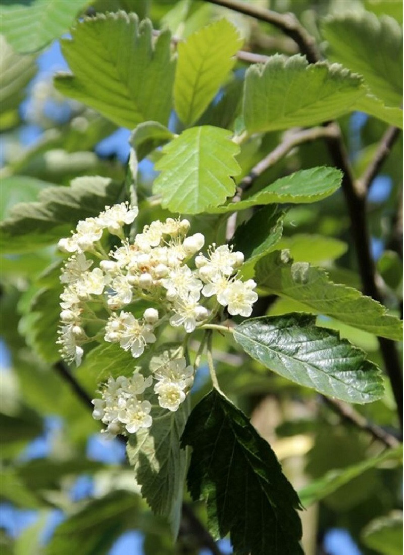 SORBUS intermedia BROUWERS