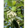 SORBUS intermedia BROUWERS