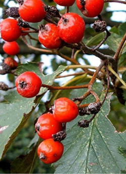 SORBUS intermedia BROUWERS