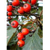 SORBUS intermedia BROUWERS