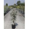 SORBUS intermedia BROUWERS En pot de 12-15 litres forme baliveau