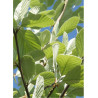 SORBUS aria LUTESCENS