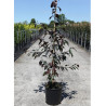 MALUS ROYALTY En pot de 12-15 litres forme baliveau hauteur 150-200 cm