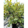 MALUS INDIAN MAGIC En pot de 50-70 litres forme buisson hauteur 150-175 cm
