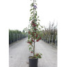 MALUS RED OBELISK® En pot de 12-15 litres forme baliveau hauteur 150-200 cm