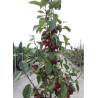 MALUS RED OBELISK®