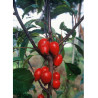 MALUS RED OBELISK®