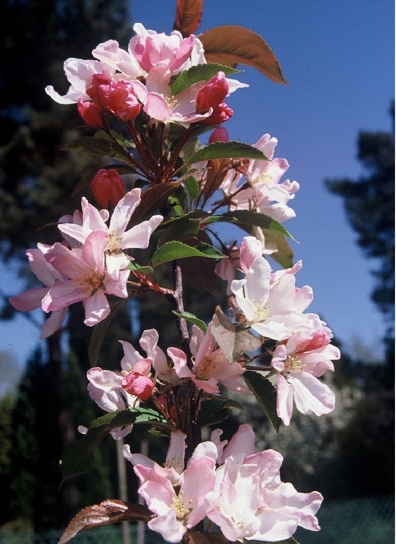 MALUS RED OBELISK®