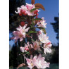 MALUS RED OBELISK®